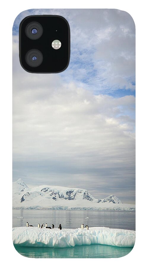 Scenics iPhone 12 Case featuring the photograph Gentoo Penguins On Ice Floe, Antarctic by Eastcott Momatiuk