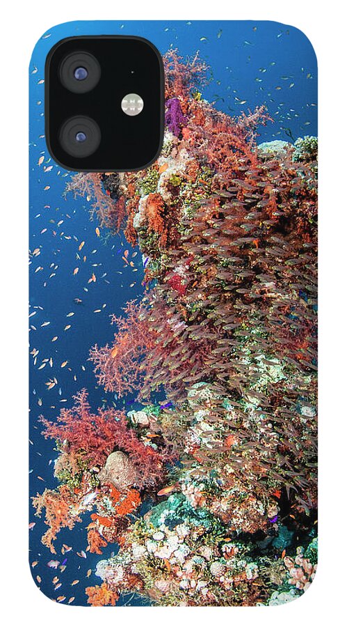 Underwater iPhone 12 Case featuring the photograph Glass Fishes Around Soft Corals by Lea Lee