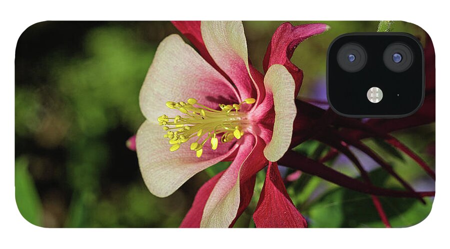 Flower iPhone 12 Case featuring the photograph Glowing in the Sun by Alana Thrower