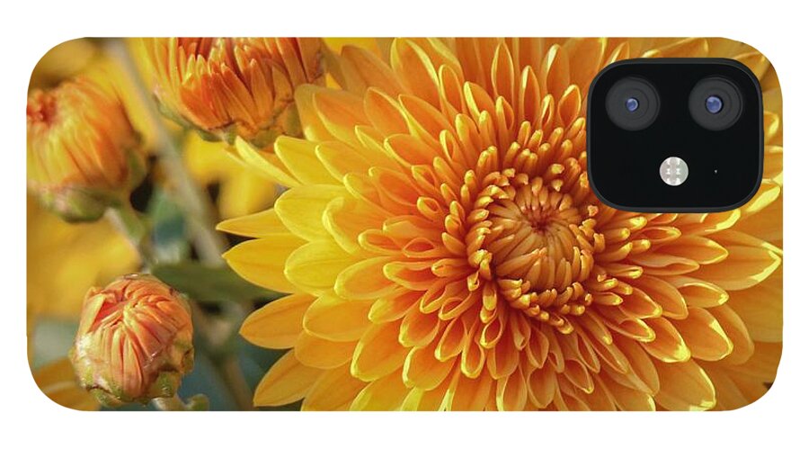 Flower iPhone 12 Case featuring the photograph Golden Mums by Susan Rydberg