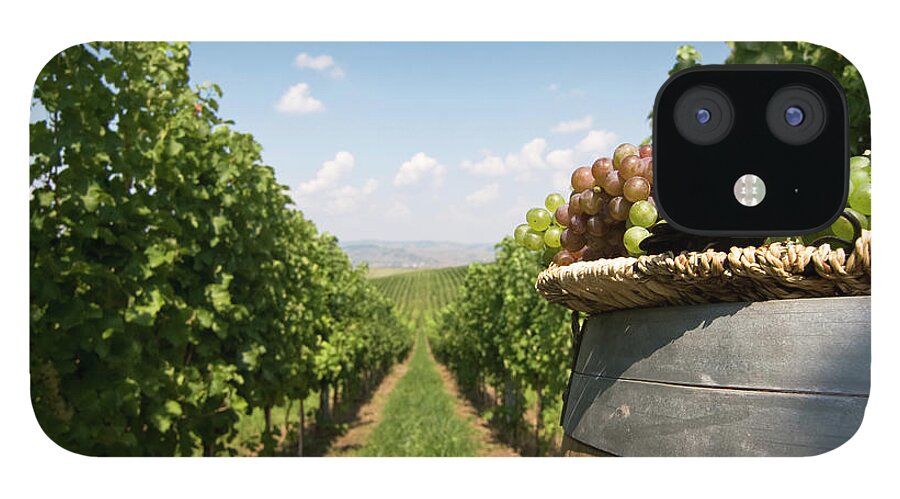 Home Decor iPhone 12 Case featuring the photograph Grapes In The Vineyard by Flyparade