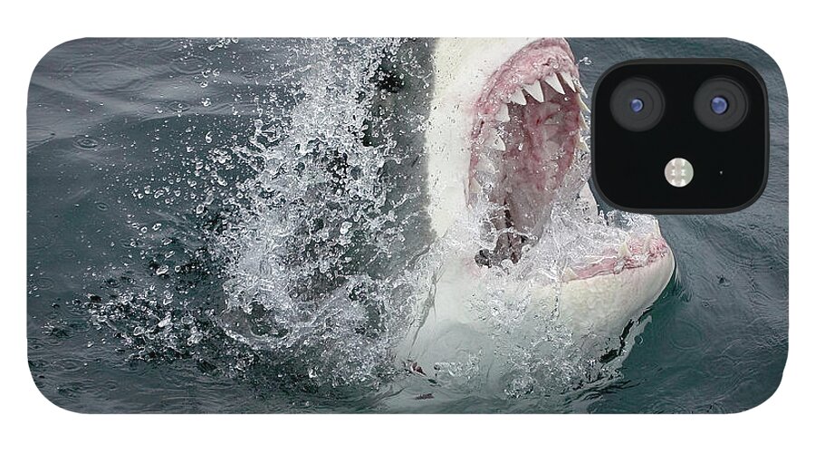 Emergence iPhone 12 Case featuring the photograph Great White Shark Emerging From The by Stephen Frink
