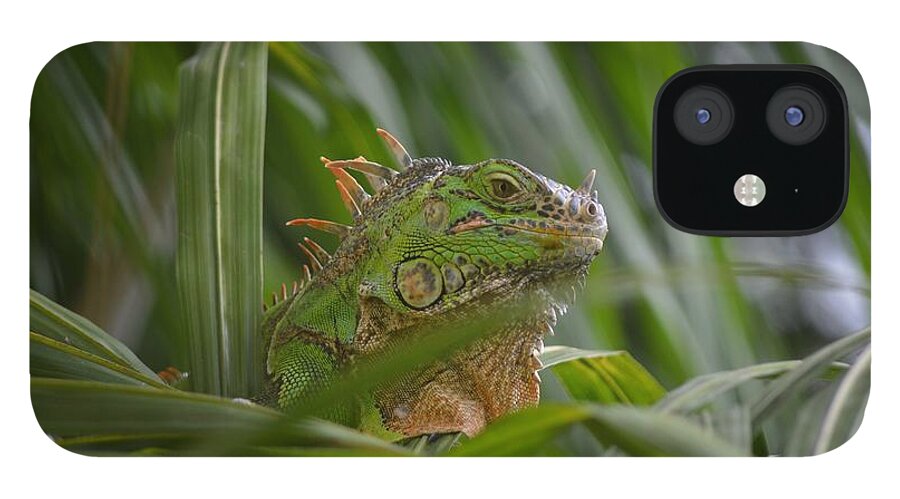Animal iPhone 12 Case featuring the photograph Green Iguana Enjoying Life by Aicy Karbstein