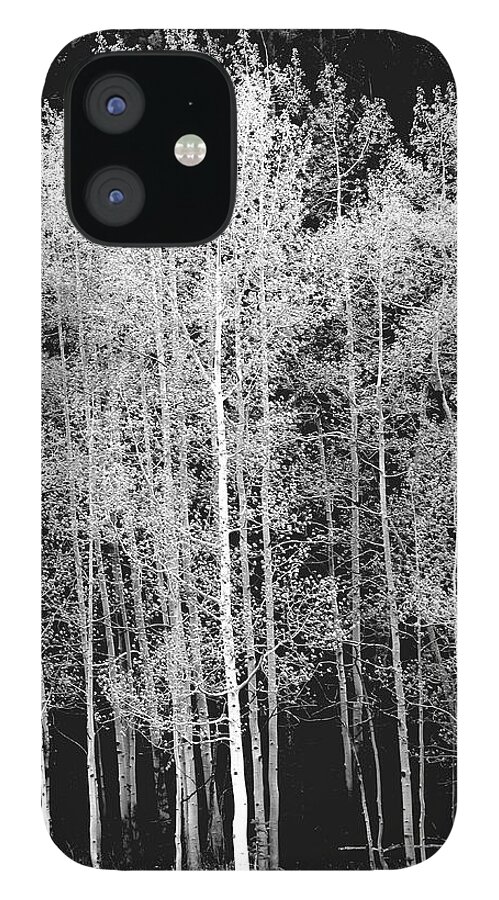 Outdoors iPhone 12 Case featuring the photograph Grove Of Aspen Trees Populus by David Epperson