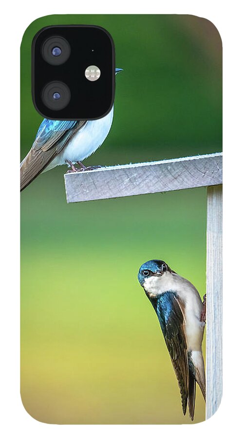 Swallow iPhone 12 Case featuring the photograph Happy Home by Brad Bellisle