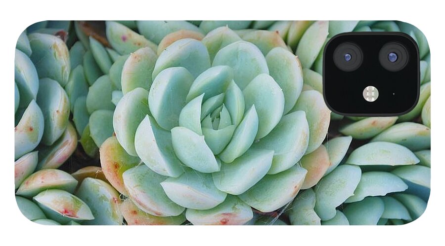 Scenics iPhone 12 Case featuring the photograph Hens And Chicks Succulent by Lazingbee