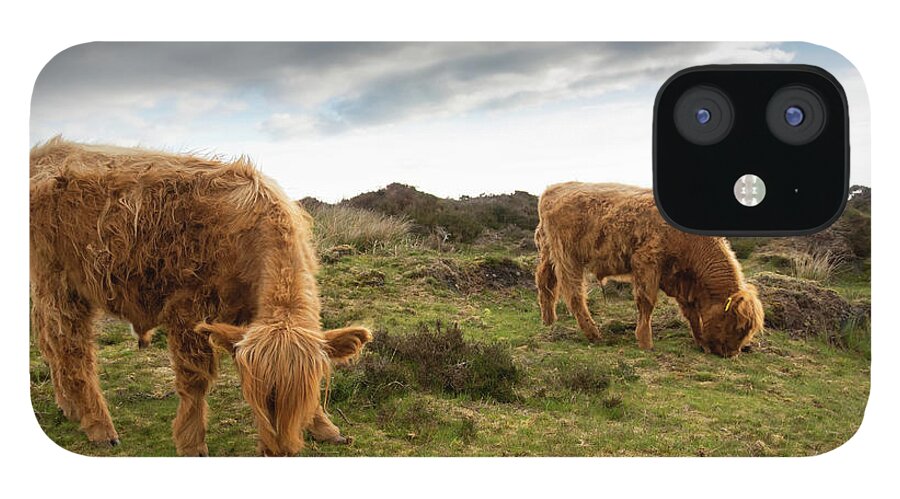 Animal iPhone 12 Case featuring the photograph Highland Cattle feeding at Baslow Edge by Scott Lyons