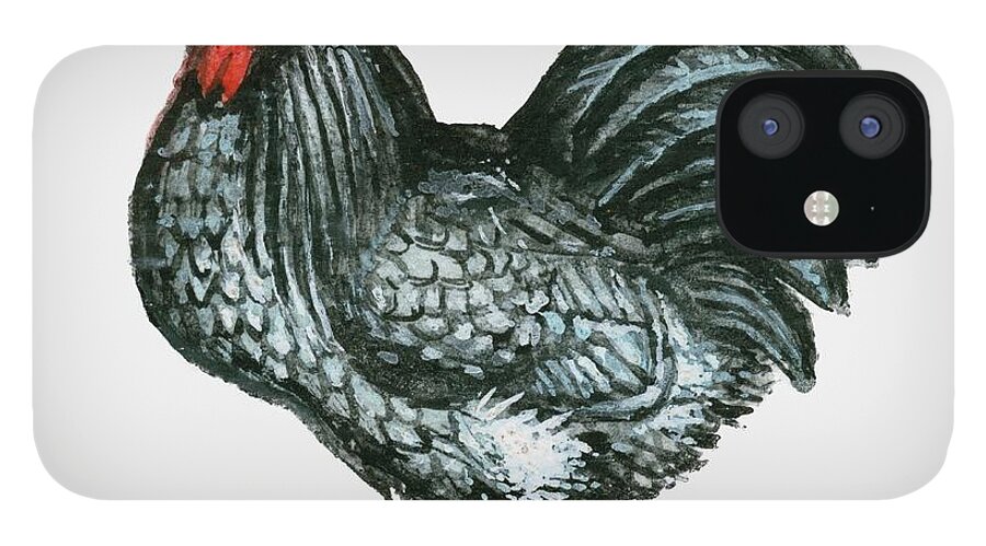 Ink And Brush iPhone 12 Case featuring the digital art Illustration Of Blue Orpington Bantam by George Thomson