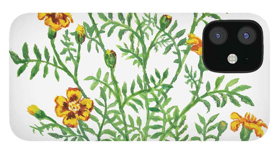 Long iPhone 12 Case featuring the digital art Illustration Of Tagetes Patula French by Dorling Kindersley