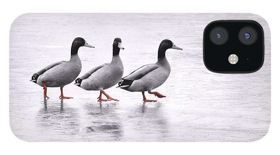 Duck iPhone 12 Case featuring the photograph In Steps by Jaroslav Buna