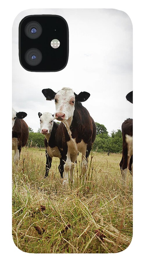 Panoramic iPhone 12 Case featuring the photograph Inquistive Calves In A Field by Tirc83