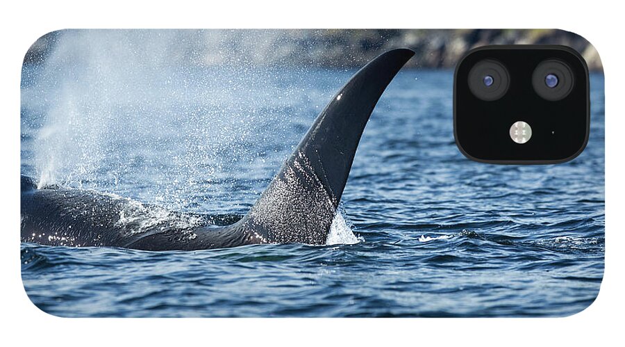 Water's Edge iPhone 12 Case featuring the photograph Killer Whale, Bc, Canada by Paul Souders