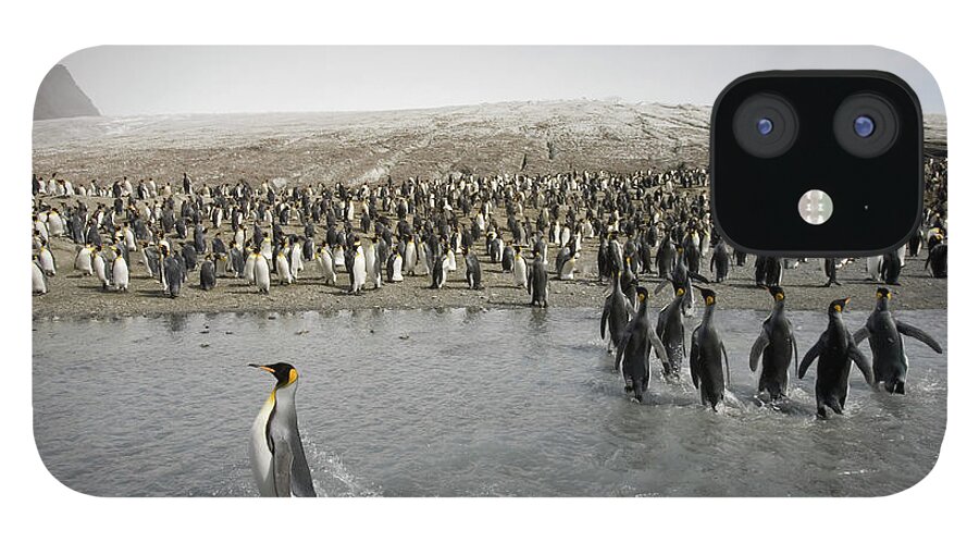 South Georgia Island iPhone 12 Case featuring the photograph King Penguin Aptenodytes Patagonicus by Paul Souders