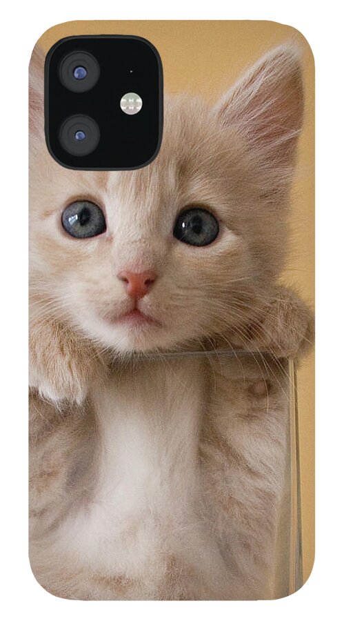 Pets iPhone 12 Case featuring the photograph Kitten In Glass Vase by Sanna Pudas