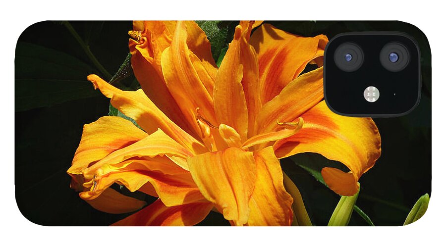 Orange Daylily iPhone 12 Case featuring the photograph Kwanso Double Orange Heirloom Daylily by Mike McBrayer