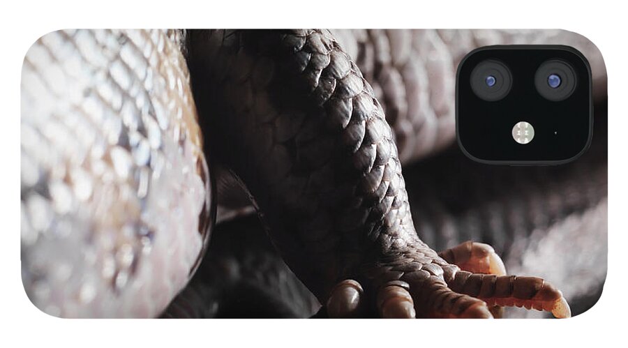 Copenhagen iPhone 12 Case featuring the photograph Leg Of Bluetongue Lizard by Henrik Sorensen