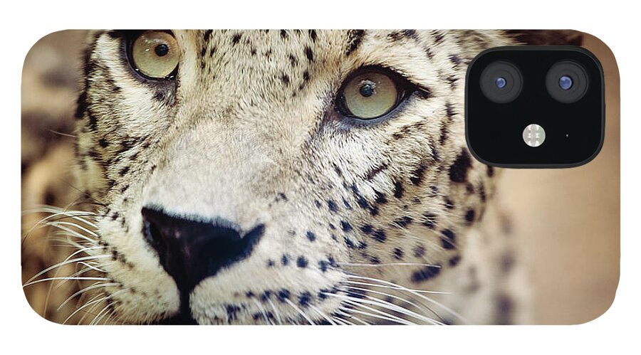 Animal Themes iPhone 12 Case featuring the photograph Leopard Head by Copyright Anna Nemoy(xaomena)