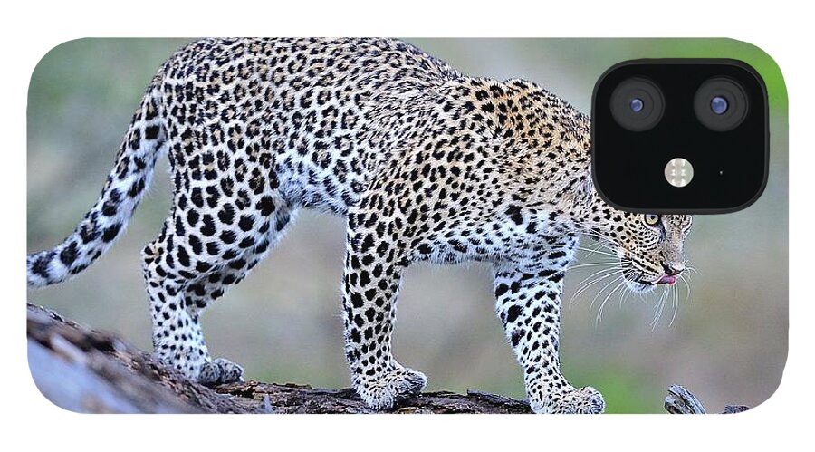 Tanzania iPhone 12 Case featuring the photograph Leopard, Ndutu, Tanzania by Diana Robinson Photography