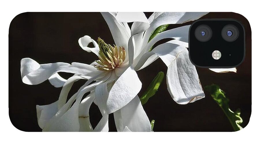 Magnolia iPhone 12 Case featuring the photograph Magnificent Magnolia by Kathy Ozzard Chism
