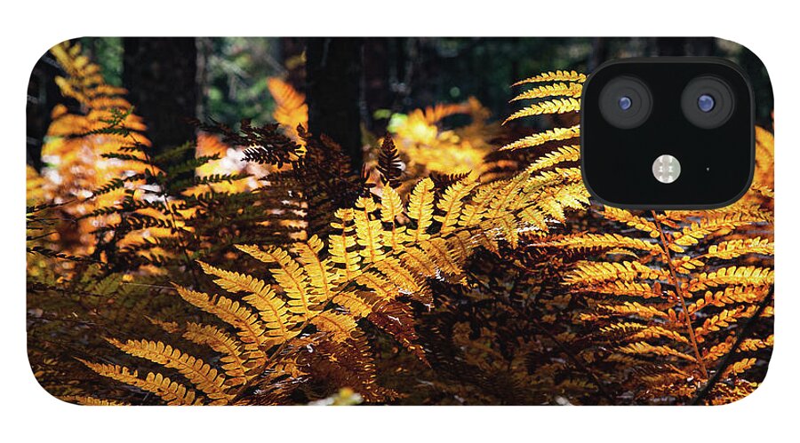Autumn iPhone 12 Case featuring the photograph Maine Autumn Ferns by Jeff Folger