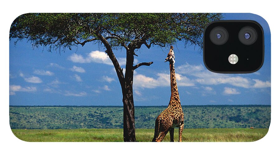 Kenya iPhone 12 Case featuring the photograph Masai Giraffe Giraffa Camelopardalis by Art Wolfe