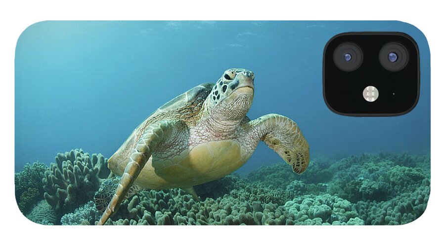 Underwater iPhone 12 Case featuring the photograph Meeting by Nature, Underwater And Art Photos. Www.narchuk.com