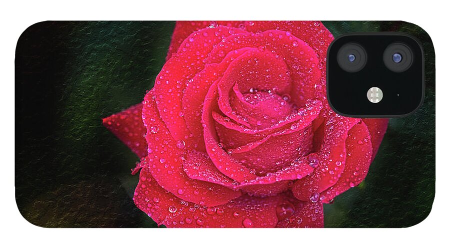 Rose iPhone 12 Case featuring the photograph Morning mist on red rose by Bernd Laeschke