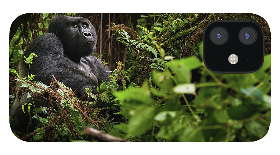 Vertebrate iPhone 12 Case featuring the photograph Mountain Gorilla, Volcanoes National by Mint Images - Art Wolfe