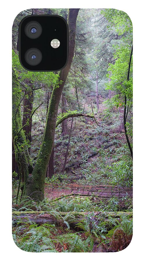 Muir Woods iPhone 12 Case featuring the photograph Muir Woods Mist by Mark Duehmig
