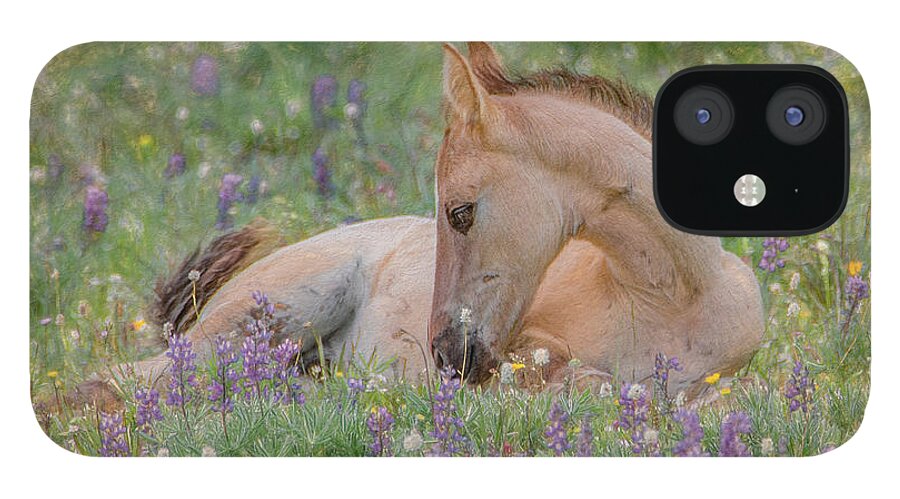 Wild Mustangs iPhone 12 Case featuring the photograph Wild Mustang Foal in the Wildflowers by Marcy Wielfaert