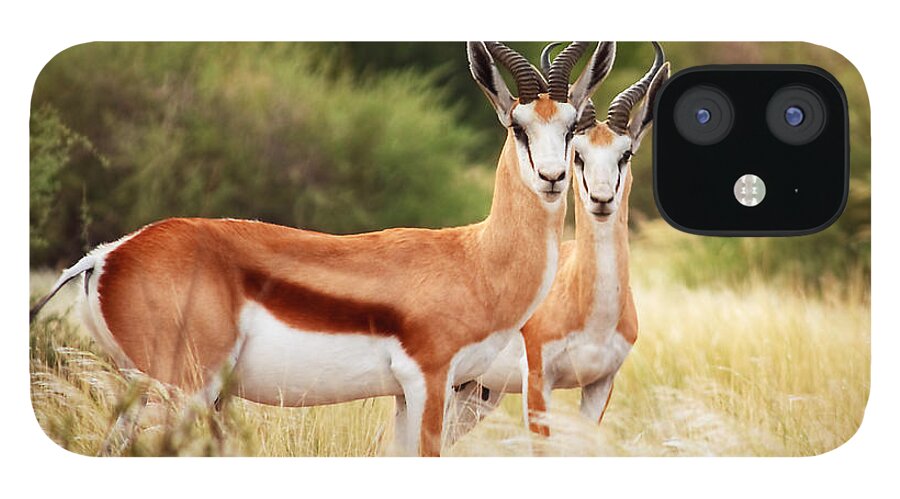Grass iPhone 12 Case featuring the photograph Namibia - Springbock by Björn Disch