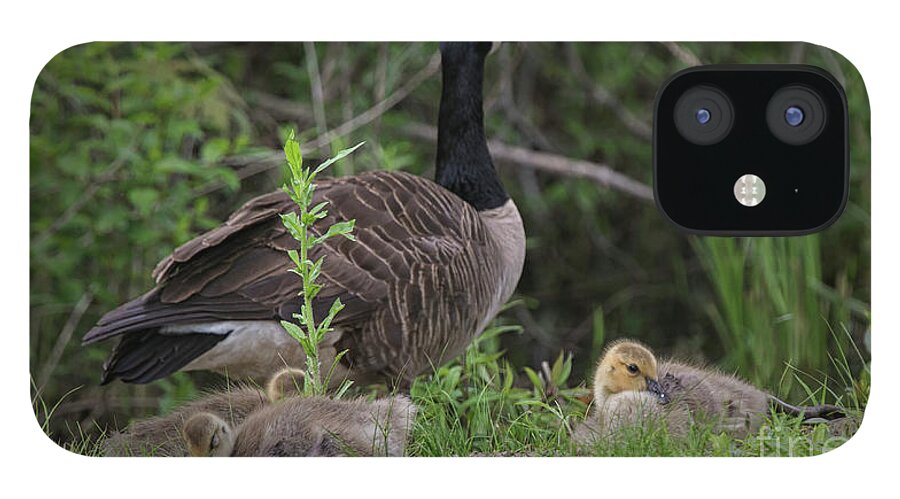 Canadian Geese And Goslings iPhone 12 Case featuring the photograph Nature's Gift by Mary Lou Chmura