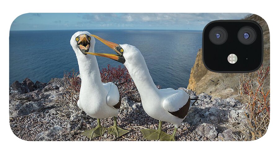 Animal iPhone 12 Case featuring the photograph Nazca Booby Couple Courting by Tui De Roy