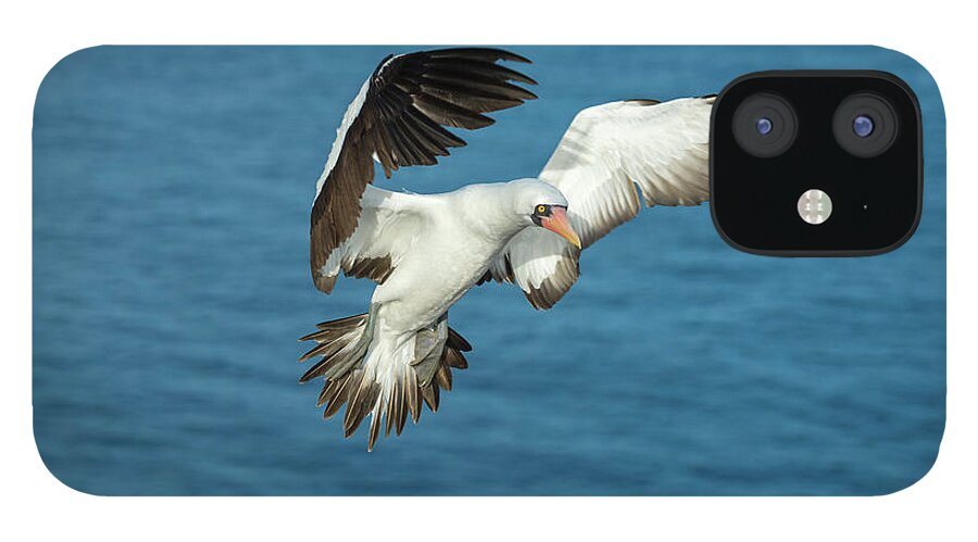 Animals iPhone 12 Case featuring the photograph Nazca Booby Landing At Gardner Inlet by Tui De Roy