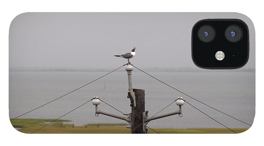 Seagull iPhone 12 Case featuring the photograph OH This Tingles by James Granberry