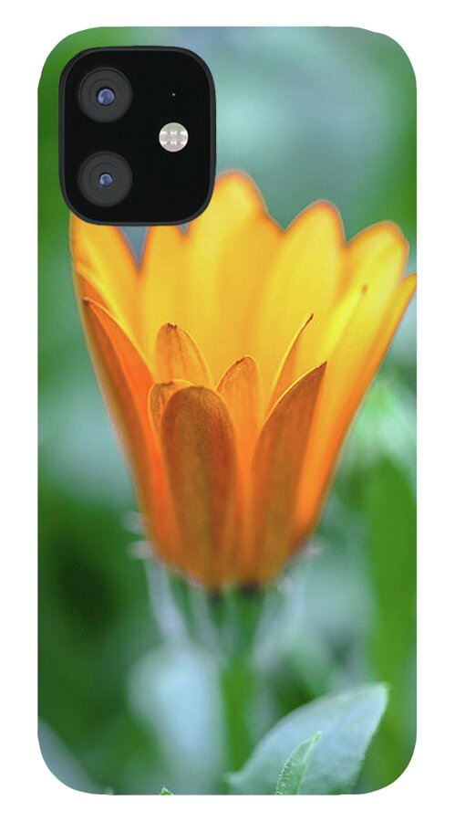 Orange iPhone 12 Case featuring the photograph Orange Daisy by Susie Weaver