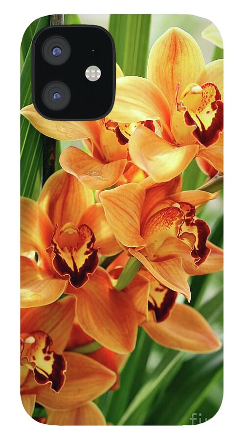 Orchids iPhone 12 Case featuring the photograph Orchids by Terri Brewster