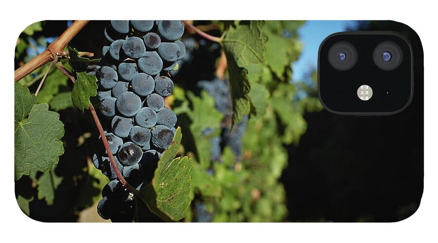 Stellenbosch iPhone 12 Case featuring the photograph Overripe Grapes Hanging On Vine by Klaus Vedfelt