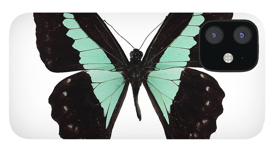 White Background iPhone 12 Case featuring the photograph Papilio Phorcas by Imv
