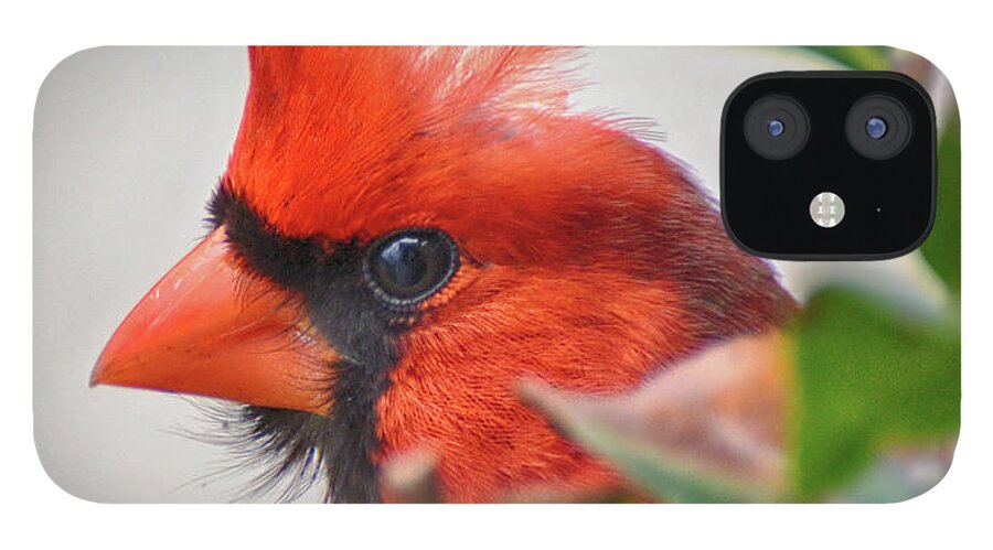 Peek-a-boo iPhone 12 Case featuring the photograph Peek A Boo by Michael Frank