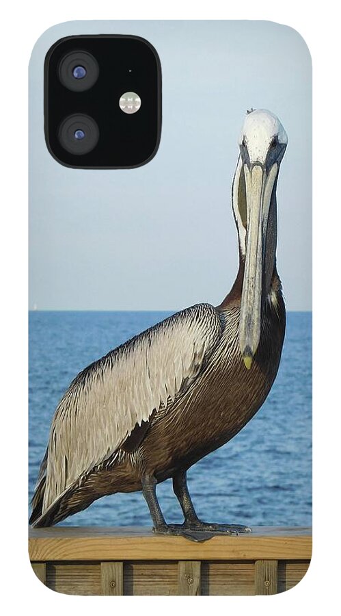 Birds iPhone 12 Case featuring the photograph Pelican Portrait I by Karen Stansberry