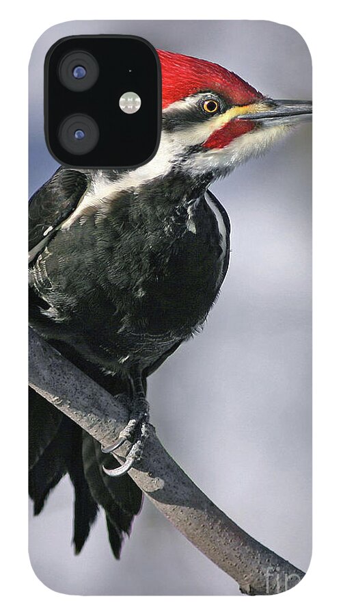Pileated Woodpecker iPhone 12 Case featuring the photograph Pileated Woodpecker by Art Cole