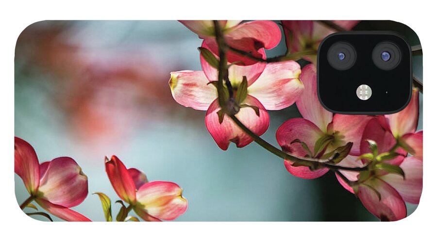 Pink iPhone 12 Case featuring the photograph Pink Dogwoods on Aqua by Mary Ann Artz