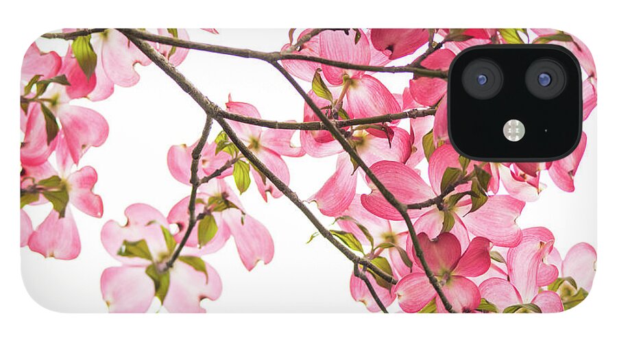 Pink iPhone 12 Case featuring the photograph Pink Dogwoods on White by Mary Ann Artz
