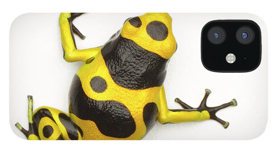 White Background iPhone 12 Case featuring the photograph Poison Dart Frog by Don Farrall