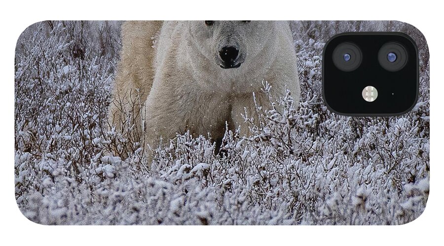 Bear iPhone 12 Case featuring the photograph Polar Bear in Snow Covered Willow by Mark Hunter