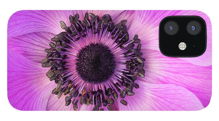 Flowers iPhone 12 Case featuring the photograph Poppy Anemone by Patty Colabuono
