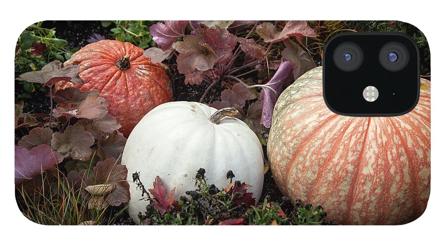Fall iPhone 12 Case featuring the photograph Pumpkins by Timothy Johnson