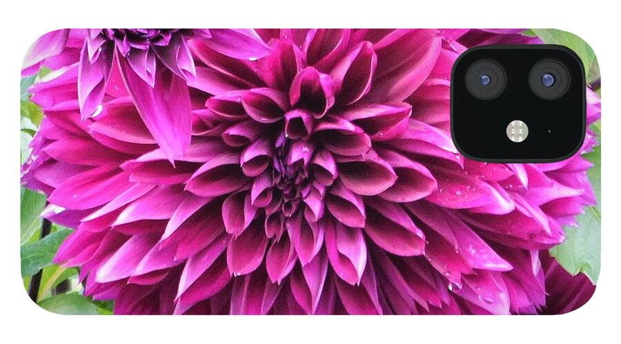 - Purple/pink Dahlia iPhone 12 Case featuring the photograph - Purple/Pink Dahlia - by THERESA Nye