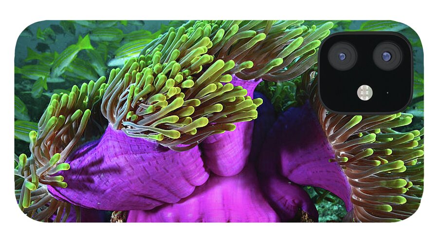 Underwater iPhone 12 Case featuring the photograph Purple Sea Anemone by Vania Kam